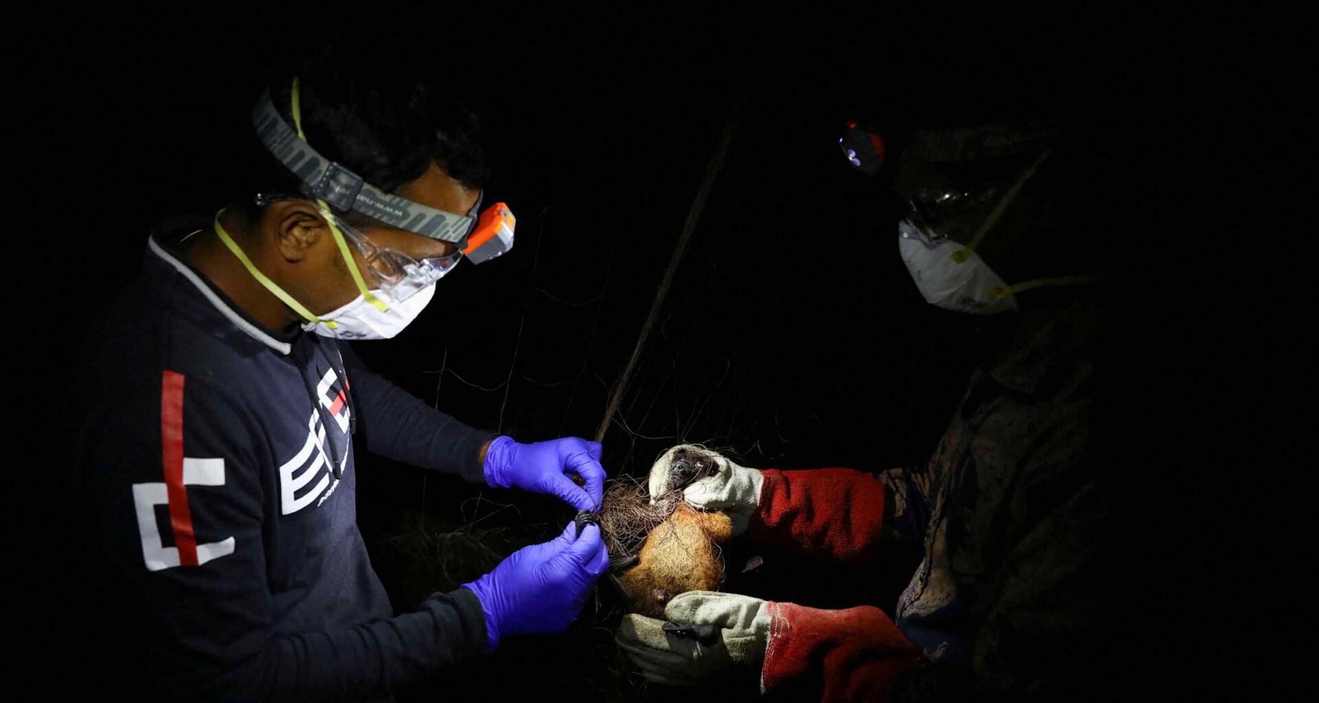 WHO sees low risk of Nipah virus spreading beyond India