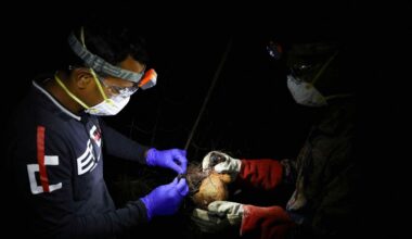 WHO sees low risk of Nipah virus spreading beyond India