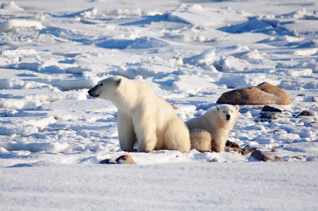 A mother polar bear and her cub sit on the snow.