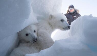 Jan 31: Polar bears are thriving in Svalbard, and more ...