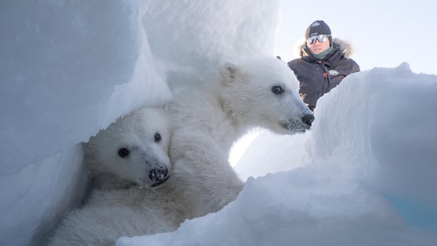 Jan 31: Polar bears are thriving in Svalbard, and more ...