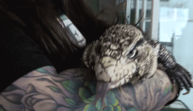 A GIF of a lizard sticking out its tounge