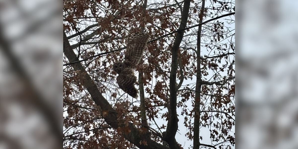 Family Rushes To Save Gorgeous Animal Hanging By A Kite String In Backyard