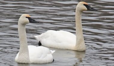 Proposed tundra swan hunting season on Prairies prompts concern from hunter