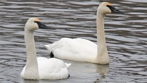 Proposed tundra swan hunting season on Prairies prompts concern from hunter