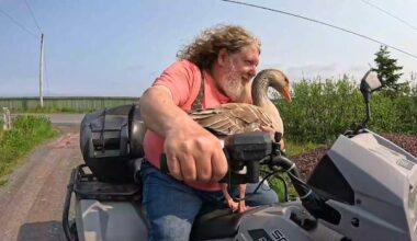 Land & Sea: A Goose Named Gord Downy