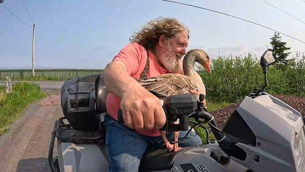 Land & Sea: A Goose Named Gord Downy