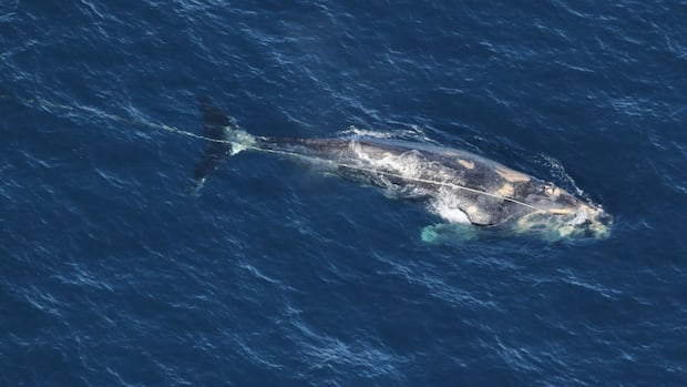 North Atlantic right whale found dead after weeks of entanglement