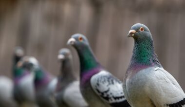 Welcome to the ‘Homogenocene’: how humans are making the world’s wildlife dangerously samey