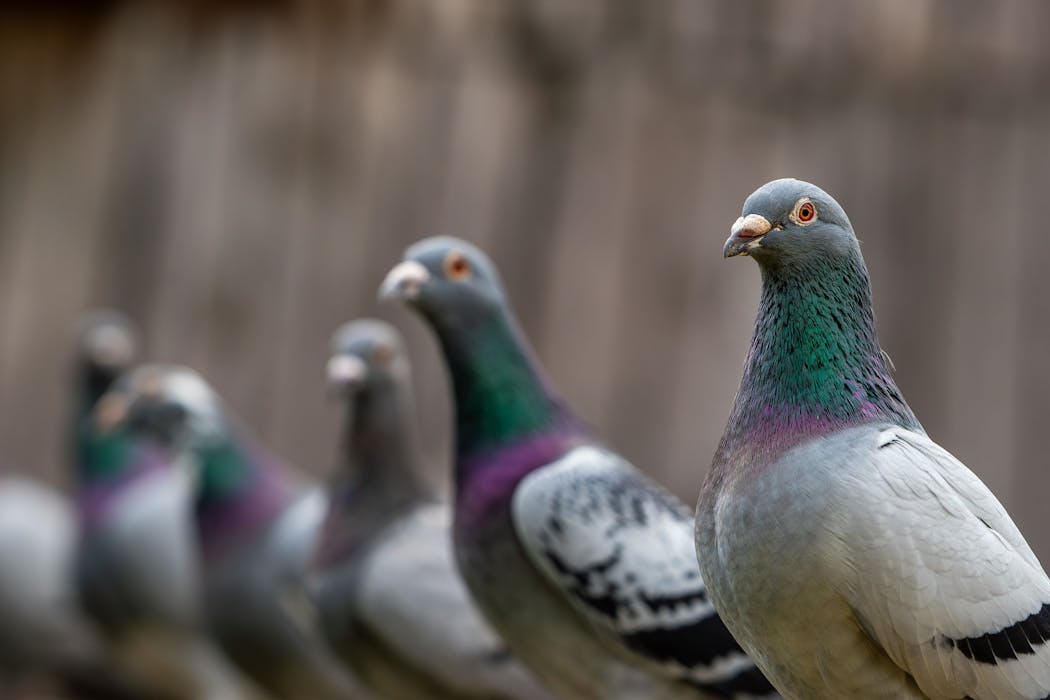 Welcome to the ‘Homogenocene’: how humans are making the world’s wildlife dangerously samey