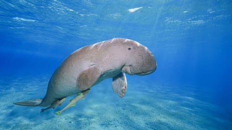 The influencer racing to save Thailand’s most endangered sea mammal