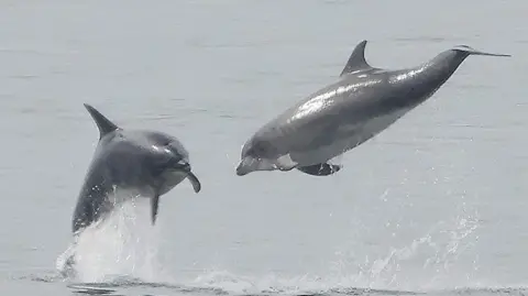 Stuart Baines Two bottlenose dolphins are hanging in mid-air after jumping from the sea. They are horizontal to the sea and nose to nose.