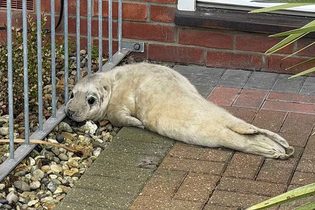 Mail Carrier Finds 'Underweight' Seal Pup Waiting on a Random Doorstep After Washing Ashore