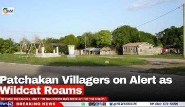 Patchakan Villagers on Alert as Wildcat Roams