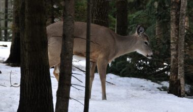 Oh dear! Feeding deer in winter does more harm than good: expert
