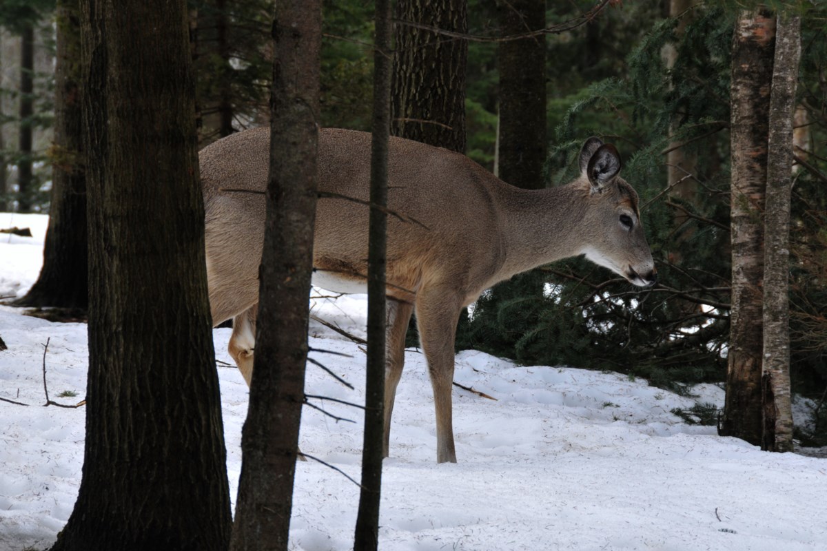 Oh dear! Feeding deer in winter does more harm than good: expert