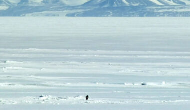 Some penguins commit suicide, walking away from the sea, alone, towards their demise