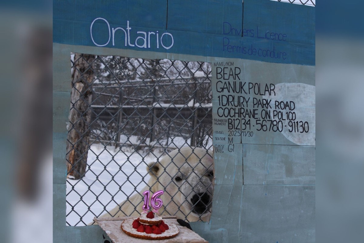 Ganuk the famous polar bear celebrates 'sweet 16' milestone
