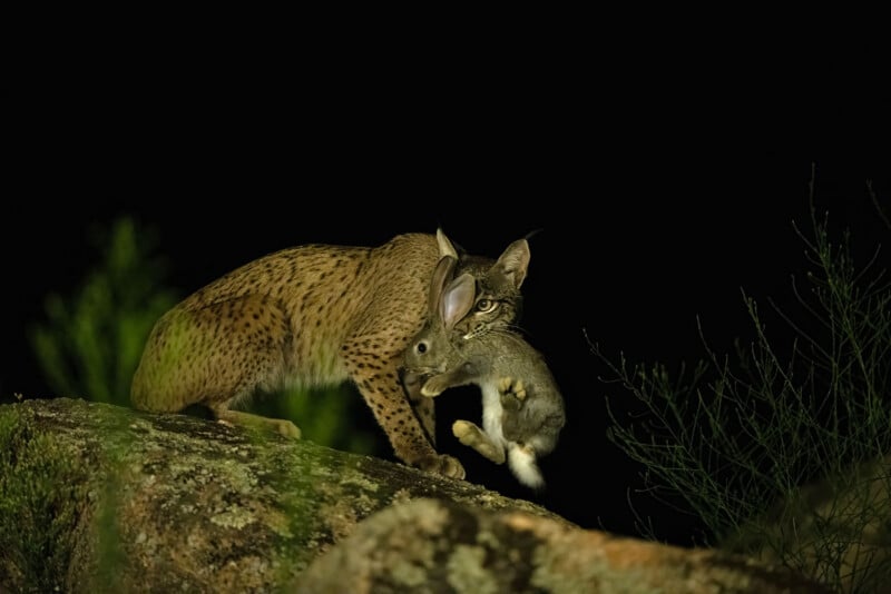 A lynx stands on a rock at night, holding a rabbit in its mouth. The background is dark, with some green foliage faintly visible.