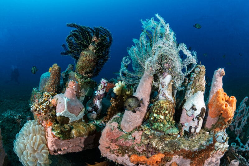 Colorful coral reef with sponges, sea fans, and marine life, including small fish, in clear blue ocean water. The corals are pink, orange, and white, creating a vibrant underwater scene.