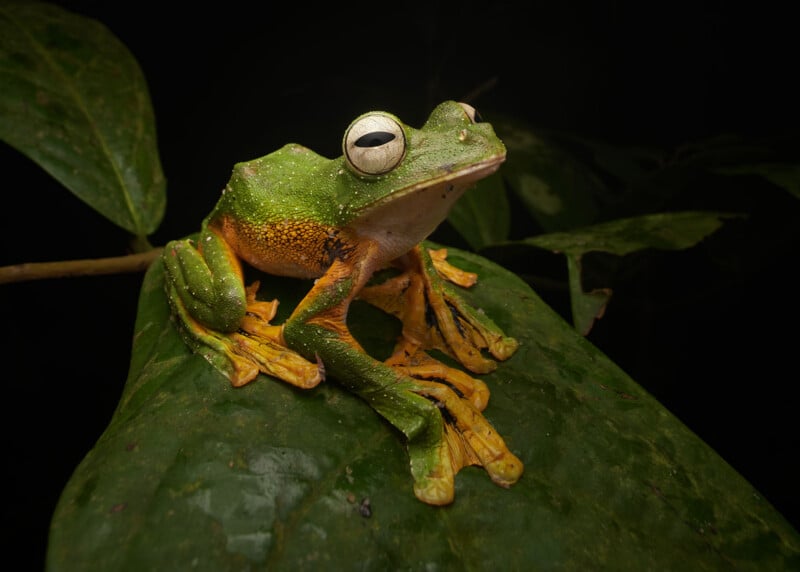 A green and yellow frog on a leaf.