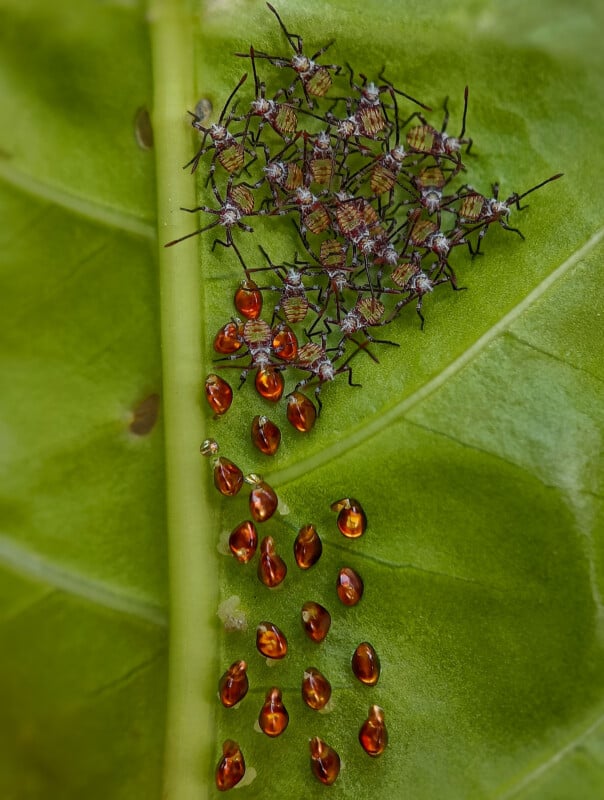 A cluster of small, black-striped insect nymphs and shiny brown eggs are grouped on the surface of a vibrant green leaf. The nymphs are huddled together, while the eggs are spread below them.