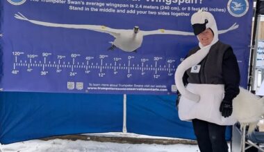 Saviour of swans reminds us 'everything's connected'