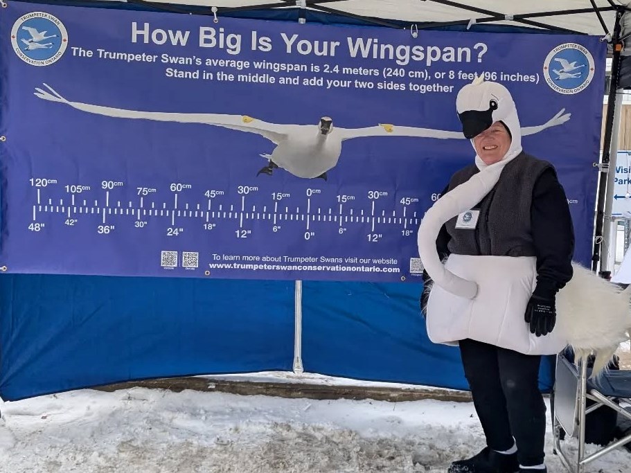 Saviour of swans reminds us 'everything's connected'