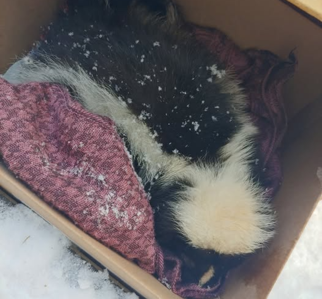 'It's heartbreaking': Resident springs to action to rescue sick skunk