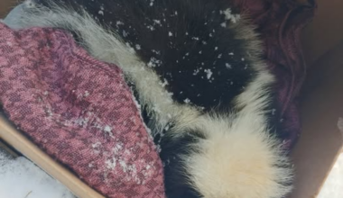 'It's heartbreaking': Resident springs to action to rescue sick skunk