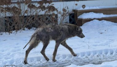 Coyote wandering downtown Newmarket euthanized after capture