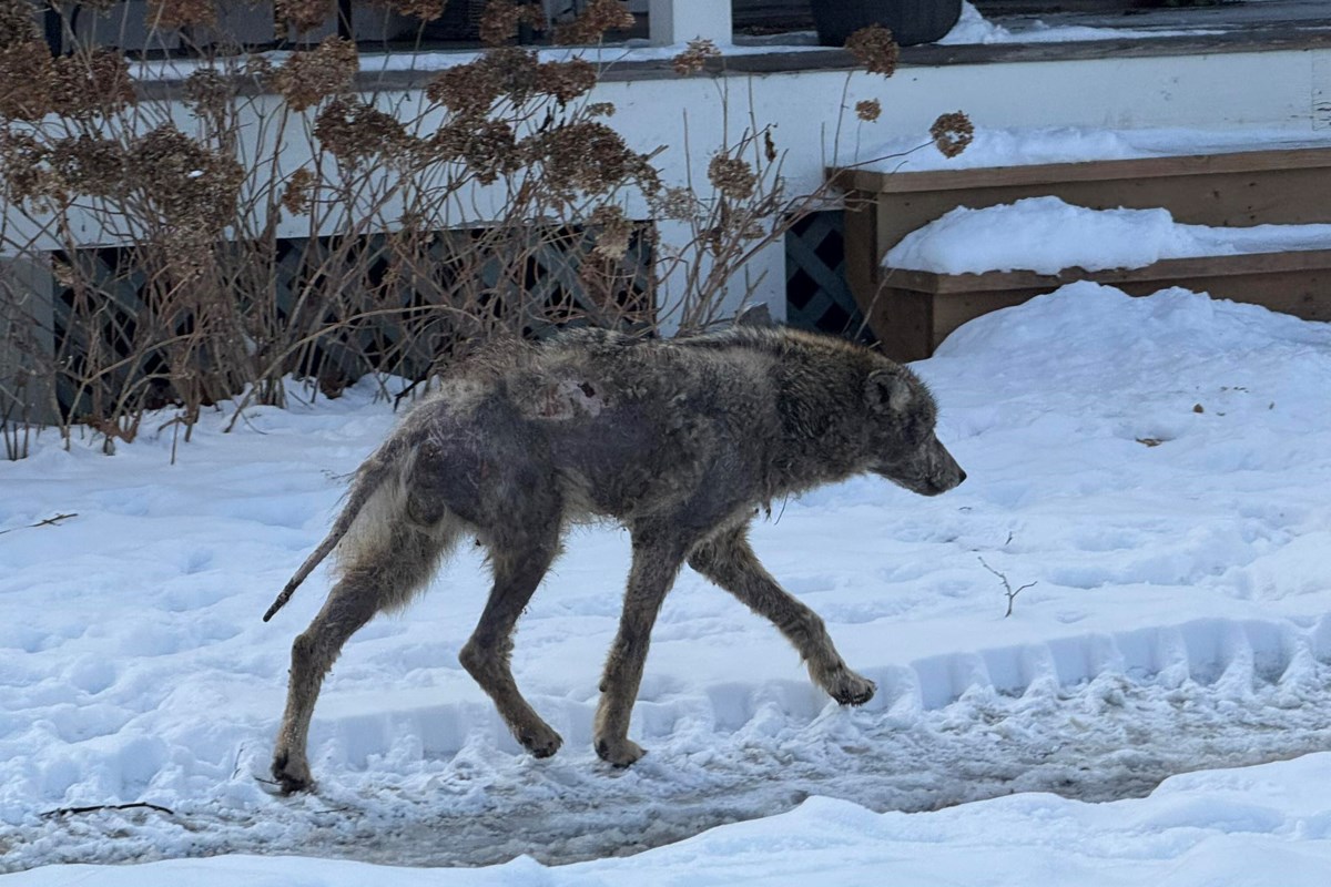 Coyote wandering downtown Newmarket euthanized after capture