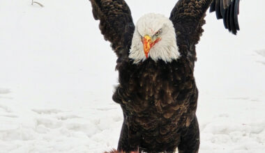 Kleefeld photographer close encounter with eagle, leads to international award - SteinbachOnline.com