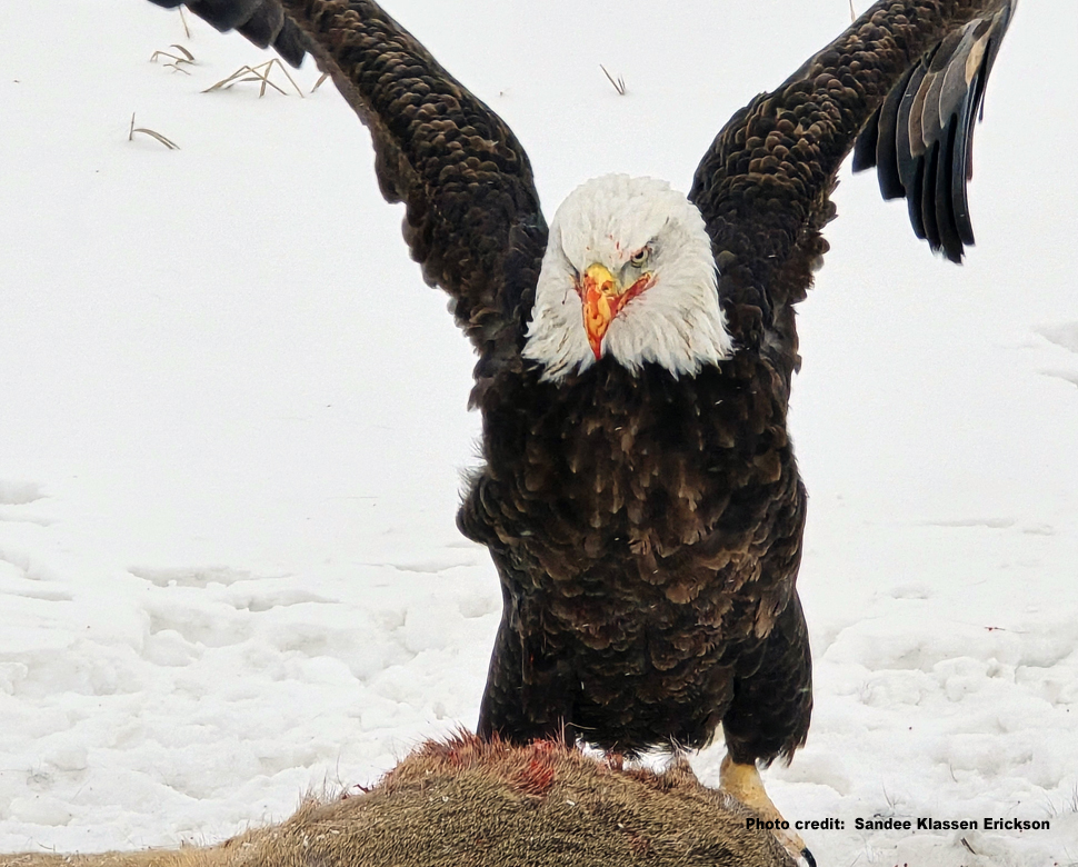 Kleefeld photographer close encounter with eagle, leads to international award - SteinbachOnline.com