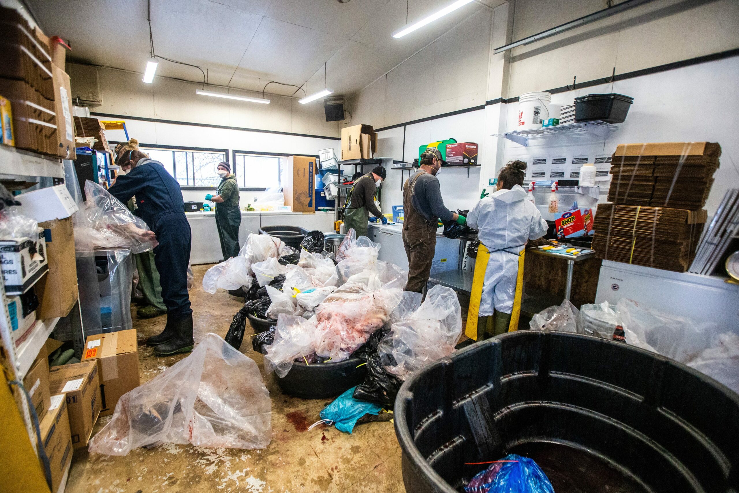 Laboratory staff work to dissect deer heads, collected in plastic tubs, to test for chronic wasting disease at a wildlife health lab in Dauphin, Manitoba