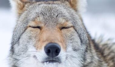 Increase in coyote sightings as mating season begins - CTV News