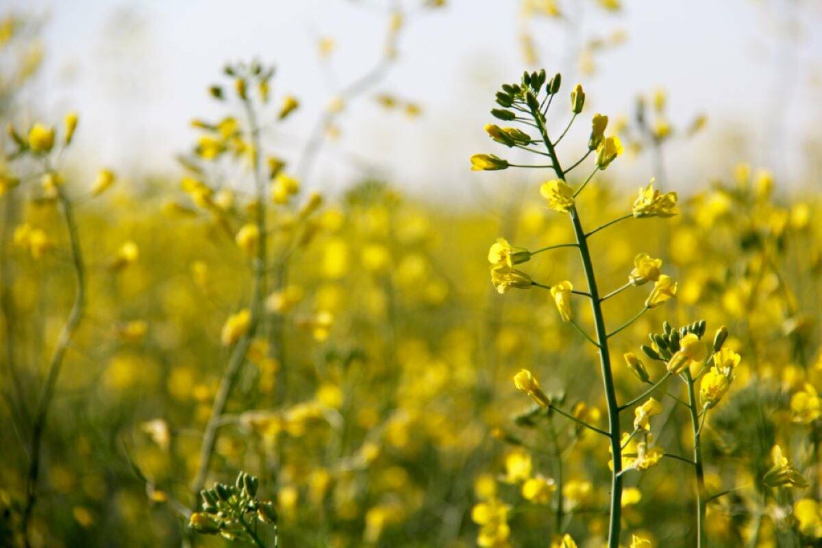 Canada’s canola growers were paying special attention to the results of Prime Minister Mark Carney’s trip to China. Photo: Greg Berg