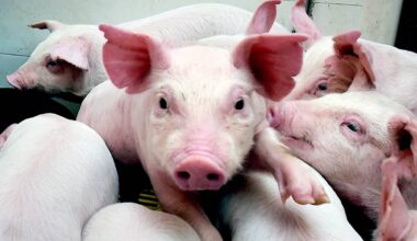 Most swine flu strains in North America have genome segments that were acquired from human strains, because flu viruses have a segmented genome that allows one virus to trade segments of its genome with another strain.