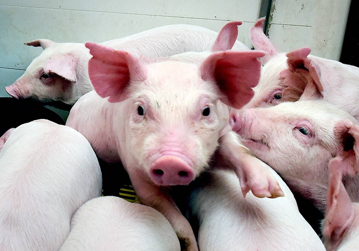 Most swine flu strains in North America have genome segments that were acquired from human strains, because flu viruses have a segmented genome that allows one virus to trade segments of its genome with another strain.