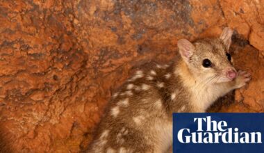 Ten Sydney Harbours’ worth of threatened species habitat approved for destruction in 2025, report finds | Logging and land-clearing