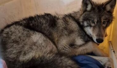 Meet Vimy, rescued wolf headed for surgery after being struck on Hwy 17