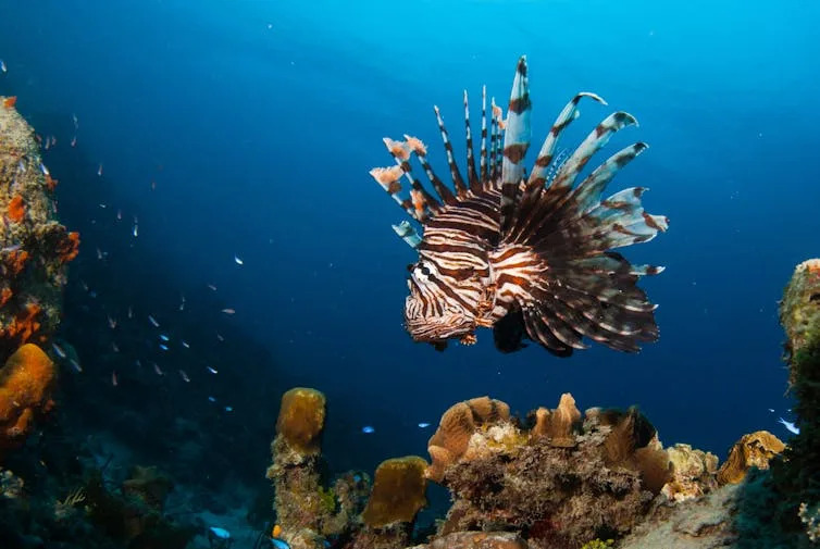 lionfish on coral reef