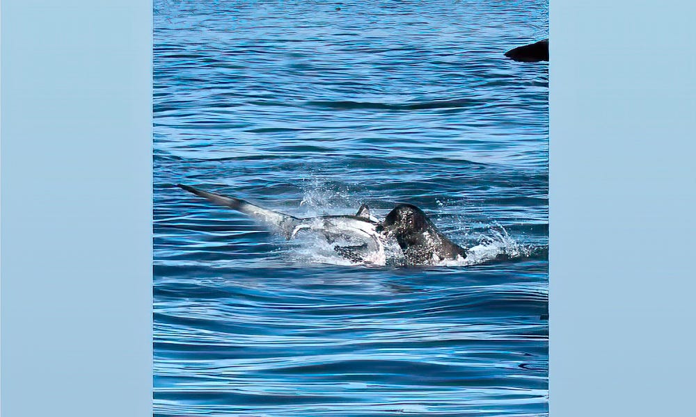 Sea lion ferociously attacks shark as boaters watch in awe