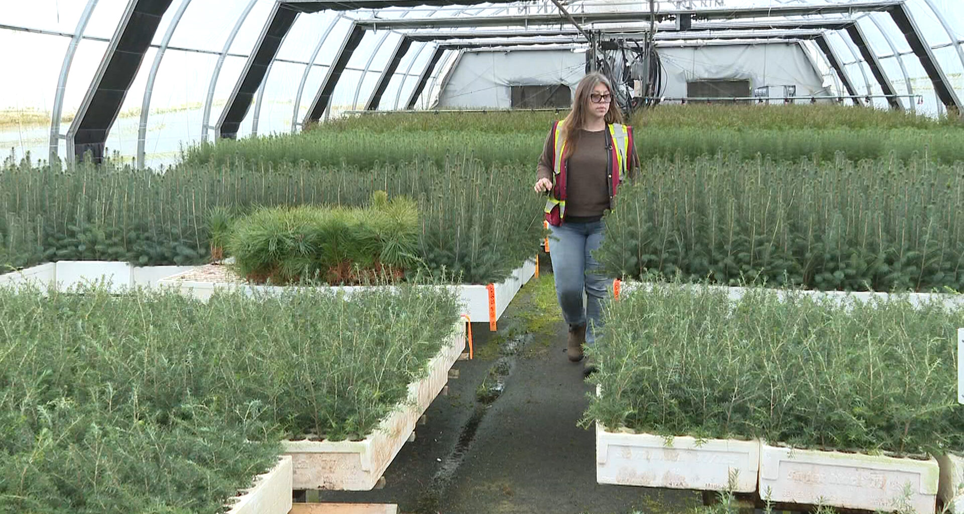 B.C.'s forestry industry raises alarm about trees lost to forest fires