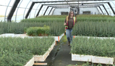 B.C.'s forestry industry raises alarm about trees lost to forest fires