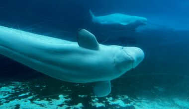 Marineland presents plan to federal officials to export 30 belugas to U.S. aquariums