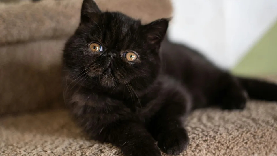 An adorable black Persian cat looks at the camera while lying down.Image via Unsplash