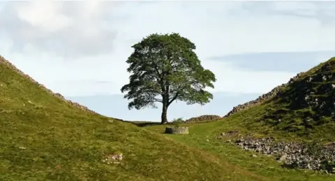 National Trust A large sycamore tree on a grassy plane overlooking a drop with hills either side. Hadrian's wall runs alongside it. A white cloudy sky can be seen behind it. 