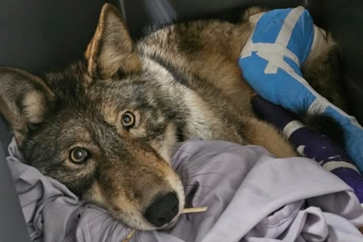 Vimy the wolf shows positive signs post-surgery