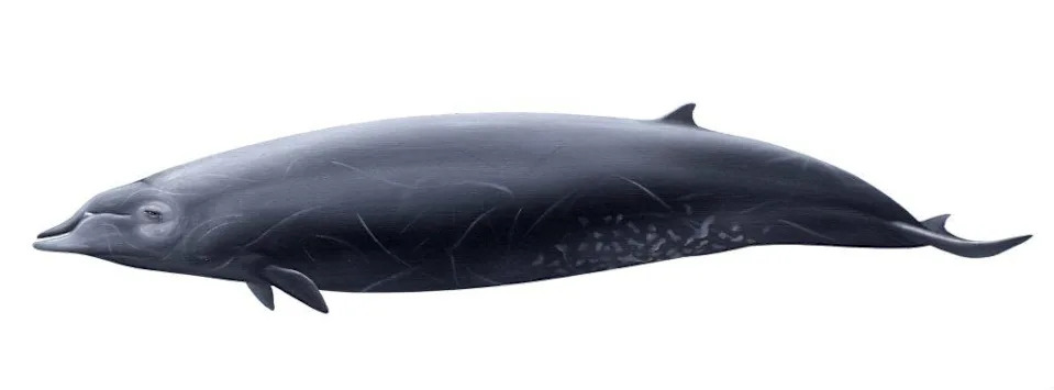Mesoplodon ginkgodens (Ginkgo-toothed beaked whale), oil on paper
